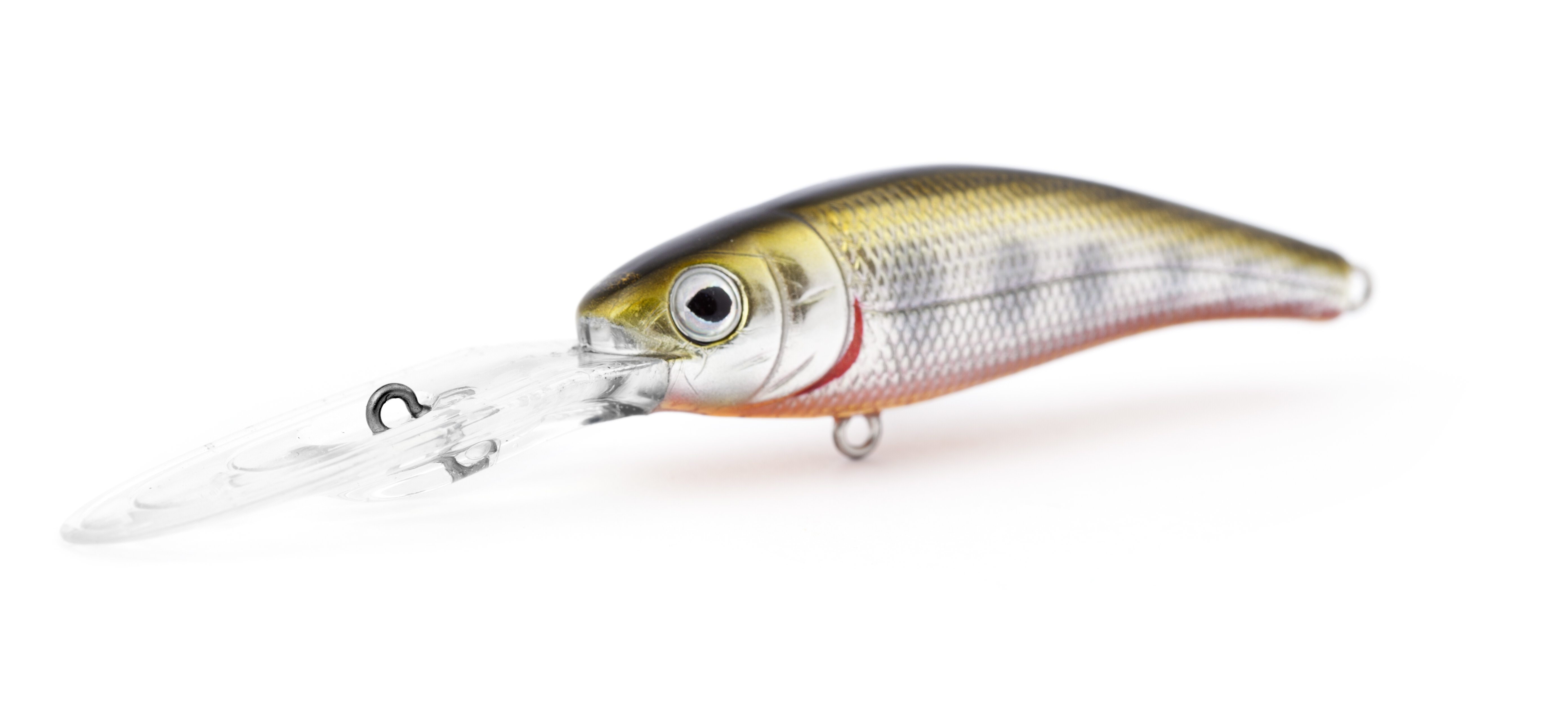 Trout