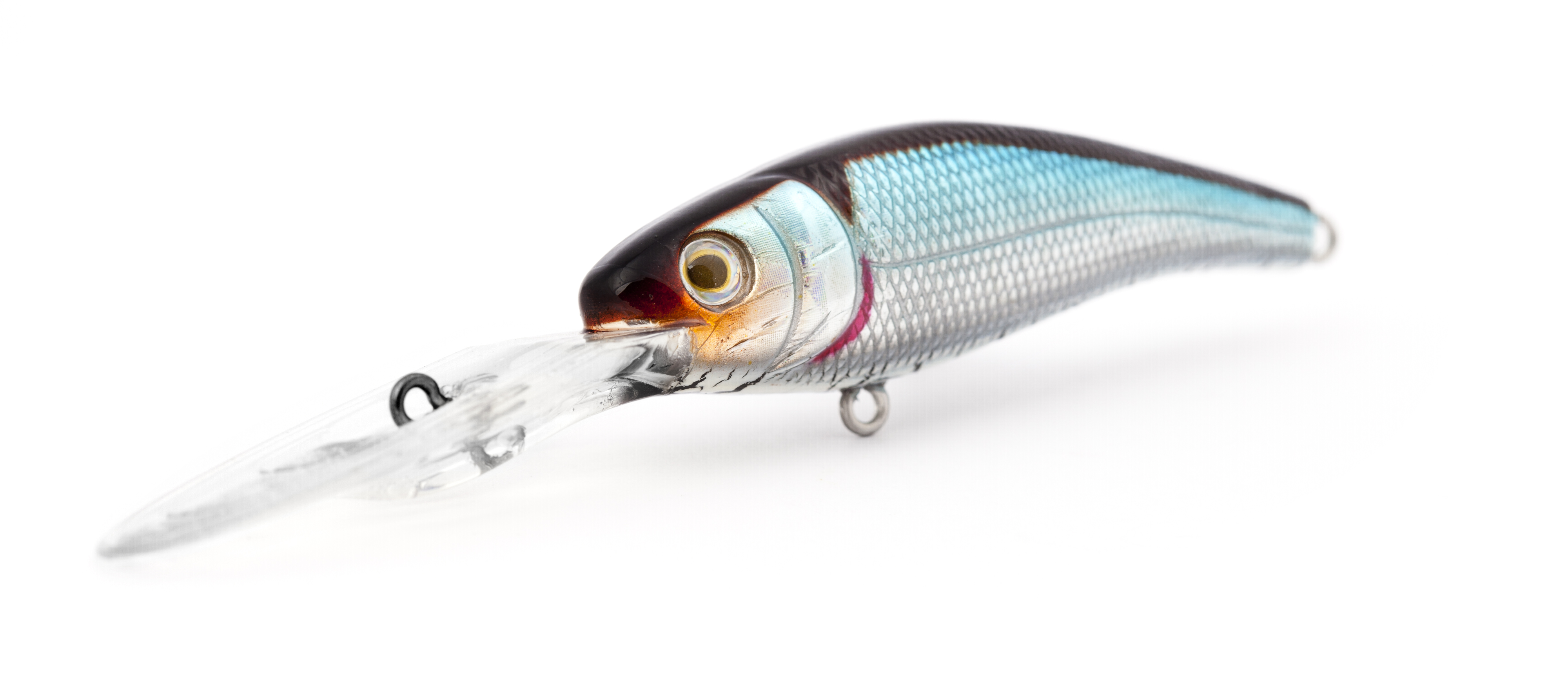 Blue Shad