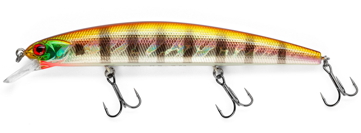 Golden Perch
